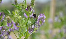 Increase farm profitability with DLF Alfalfa